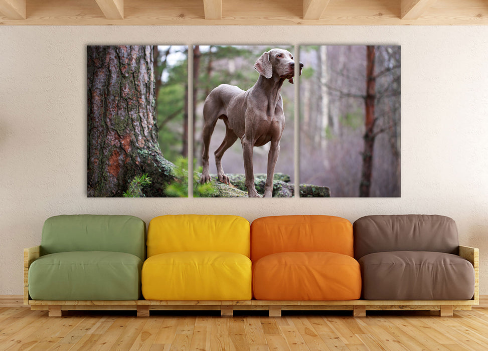 Edler Weimaraner im Wald, XXL Leinwandbild als 3 Teiler