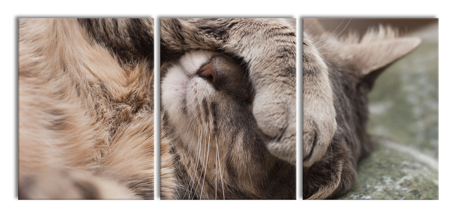 Schüchterne niedliche Katze, XXL Leinwandbild als 3 Teiler