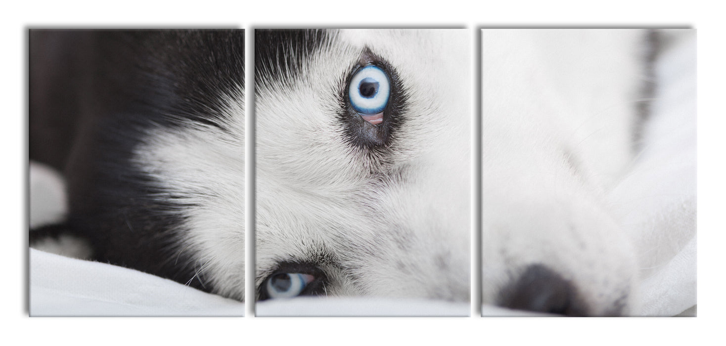 Husky mit Eisblauen Augen im Bett, XXL Leinwandbild als 3 Teiler