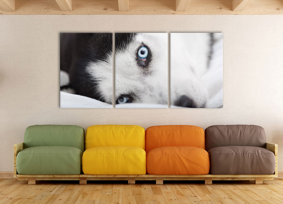 Husky mit Eisblauen Augen im Bett, XXL Leinwandbild als 3 Teiler