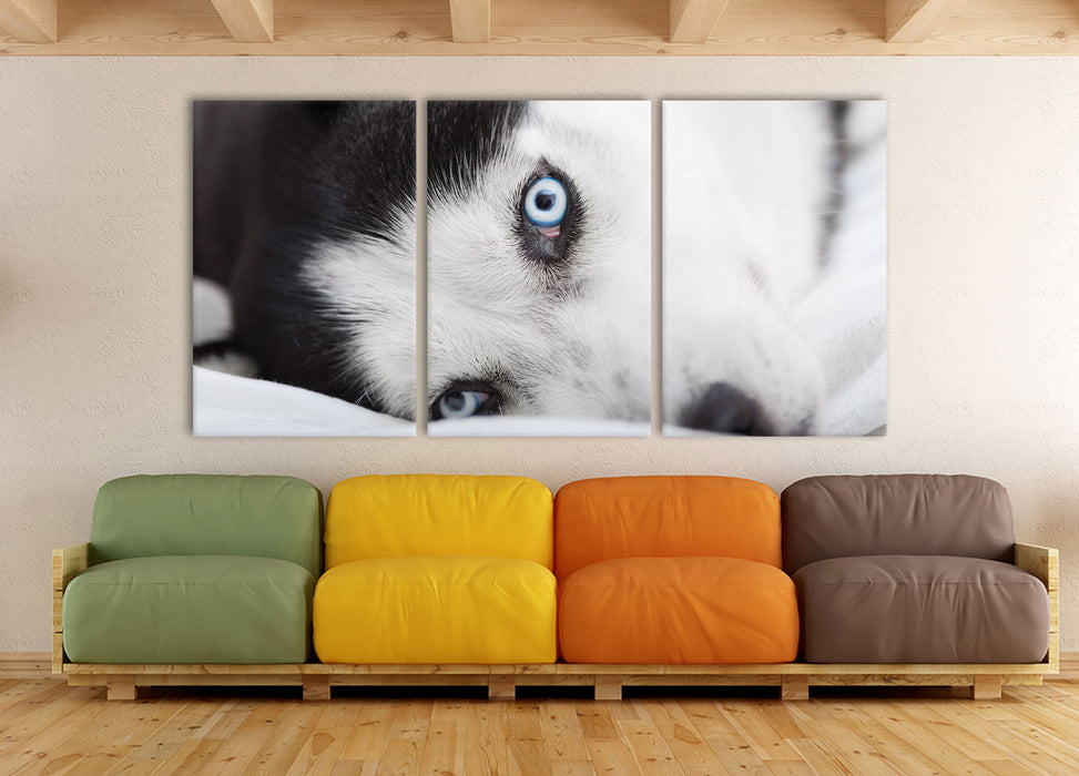 Husky mit Eisblauen Augen im Bett, XXL Leinwandbild als 3 Teiler