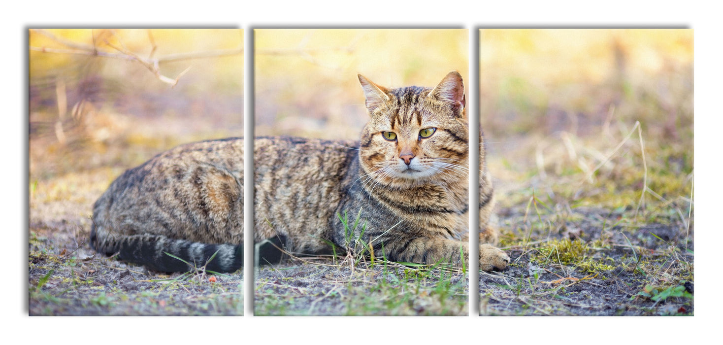 Ruhende Katze im Wald, XXL Leinwandbild als 3 Teiler