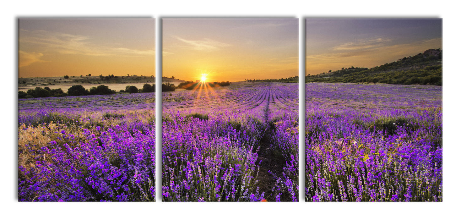 Lavendelfeld in Frankreich, XXL Leinwandbild als 3 Teiler