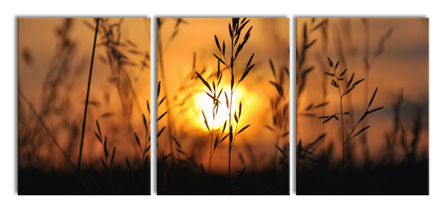 Gras bei Sonnenuntergang, XXL Leinwandbild als 3 Teiler