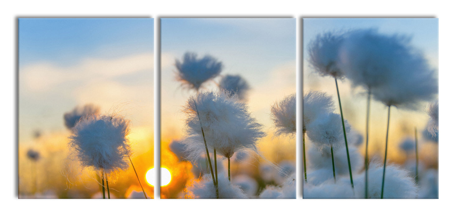Baumwollblüten im Sonnenuntergang, XXL Leinwandbild als 3 Teiler