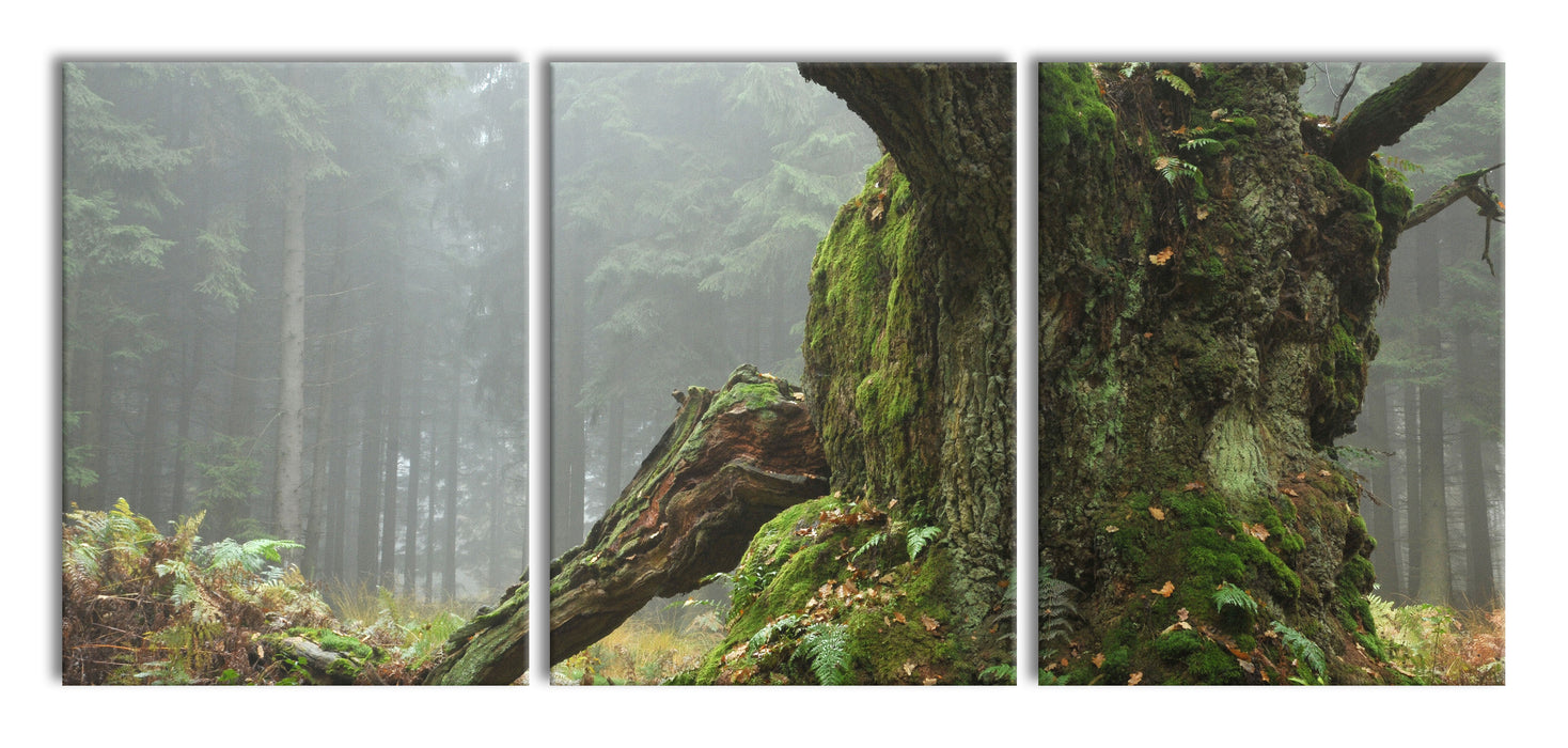 Dicker Baum im Wald im Moos, XXL Leinwandbild als 3 Teiler