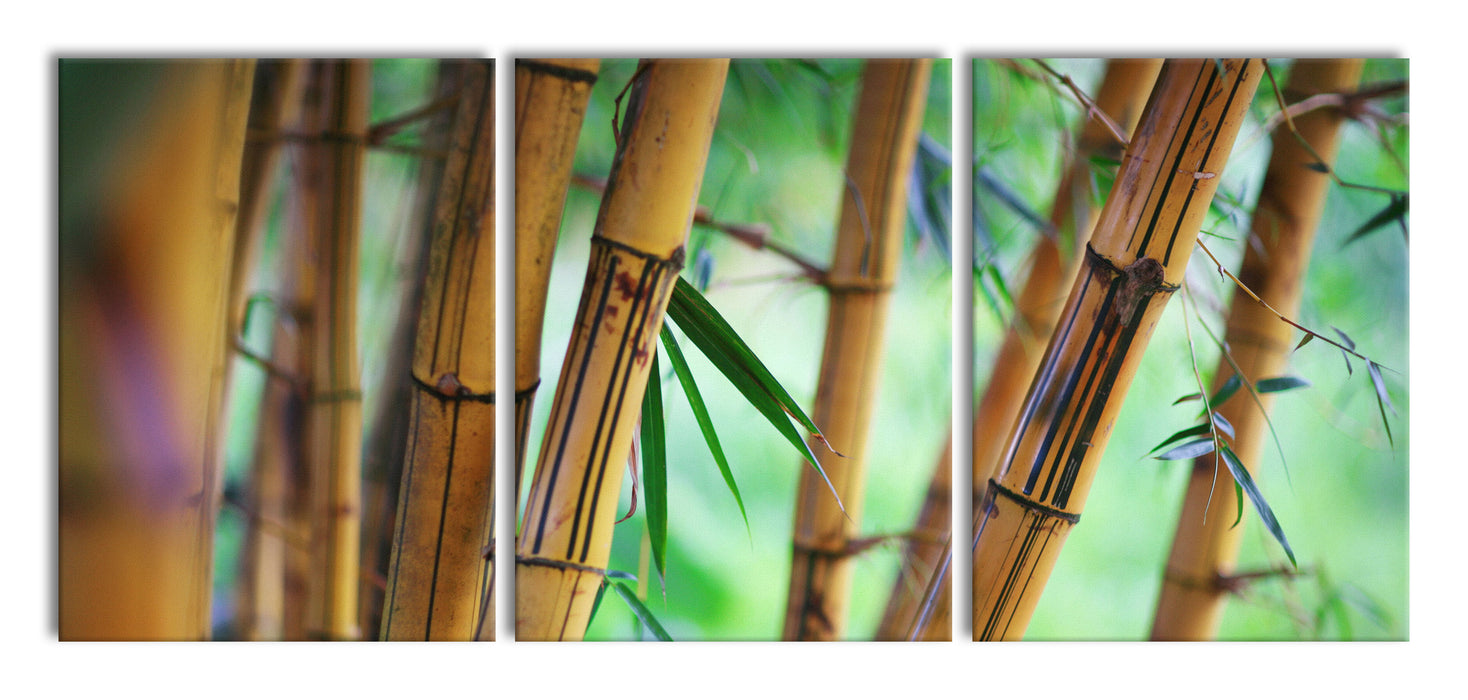 Alter Bambus Wald, XXL Leinwandbild als 3 Teiler