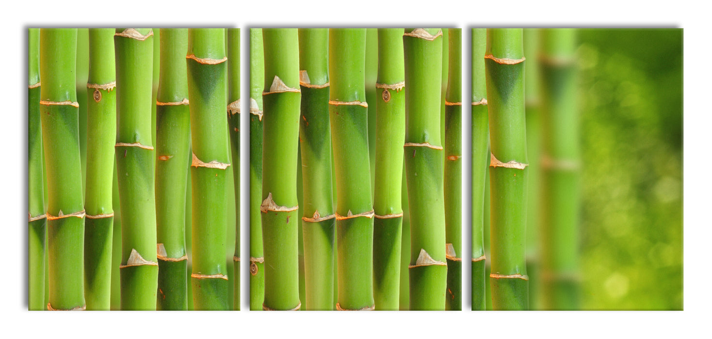 Grüner frischer Bambus, XXL Leinwandbild als 3 Teiler