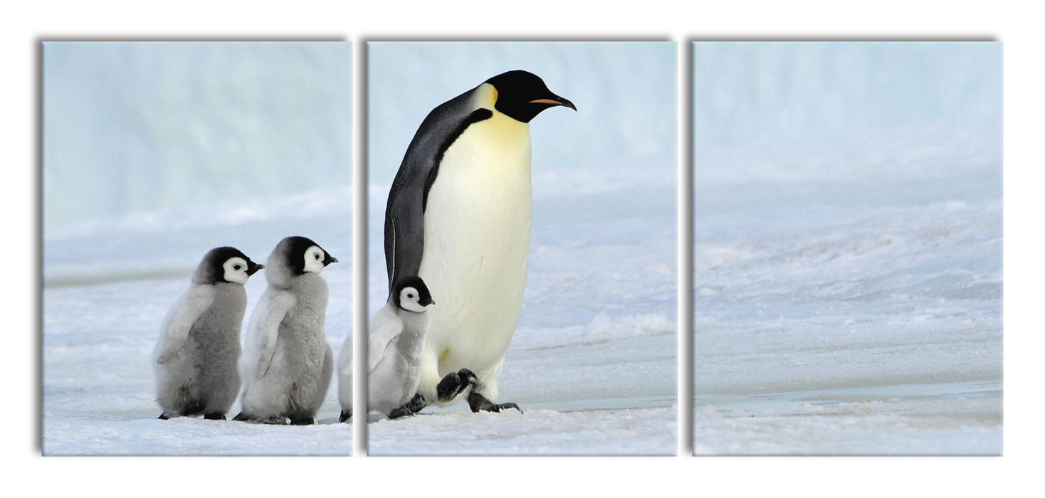 Kaiserpinguine im Schnee, XXL Leinwandbild als 3 Teiler