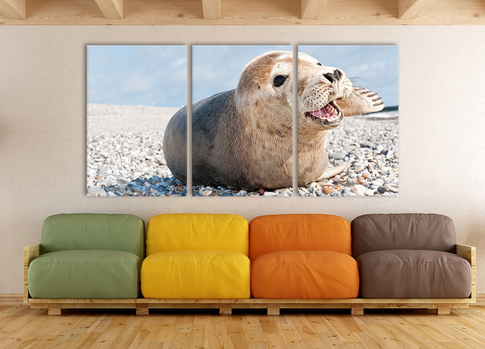 Süße Robbe auf Steinstrand, XXL Leinwandbild als 3 Teiler