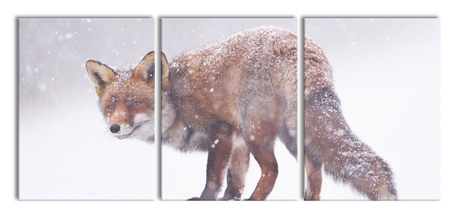 Roter Fuchs im Schneegestöber, XXL Leinwandbild als 3 Teiler