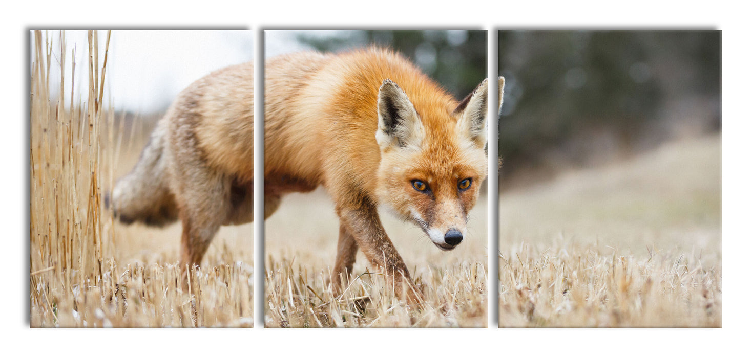 Schöner Fuchs, XXL Leinwandbild als 3 Teiler