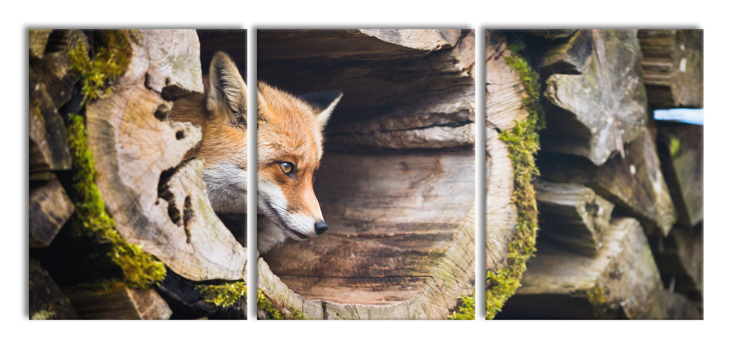 Fuchs im Baumstamm, XXL Leinwandbild als 3 Teiler