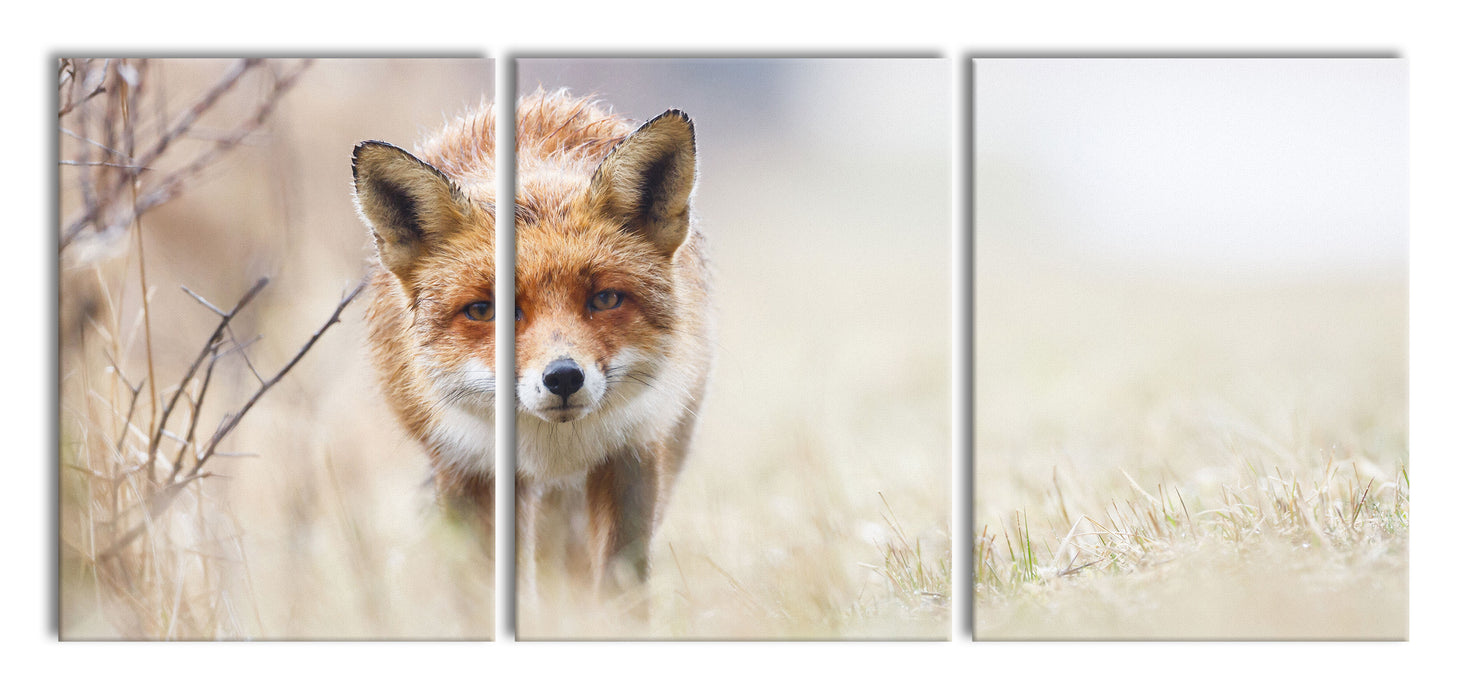 Schleichender fuchs, XXL Leinwandbild als 3 Teiler