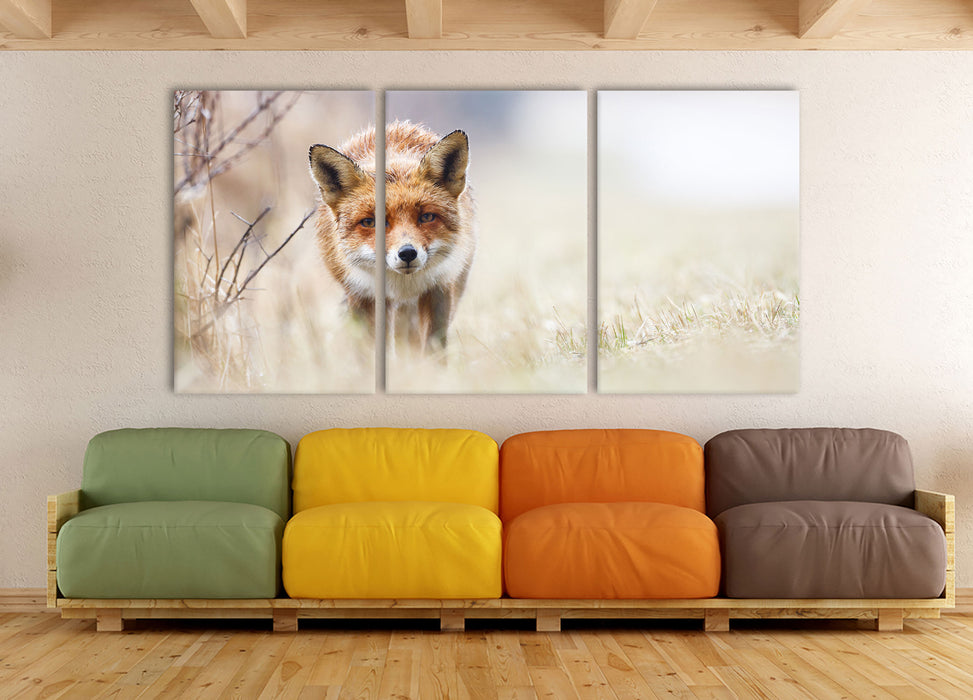 Schleichender fuchs, XXL Leinwandbild als 3 Teiler