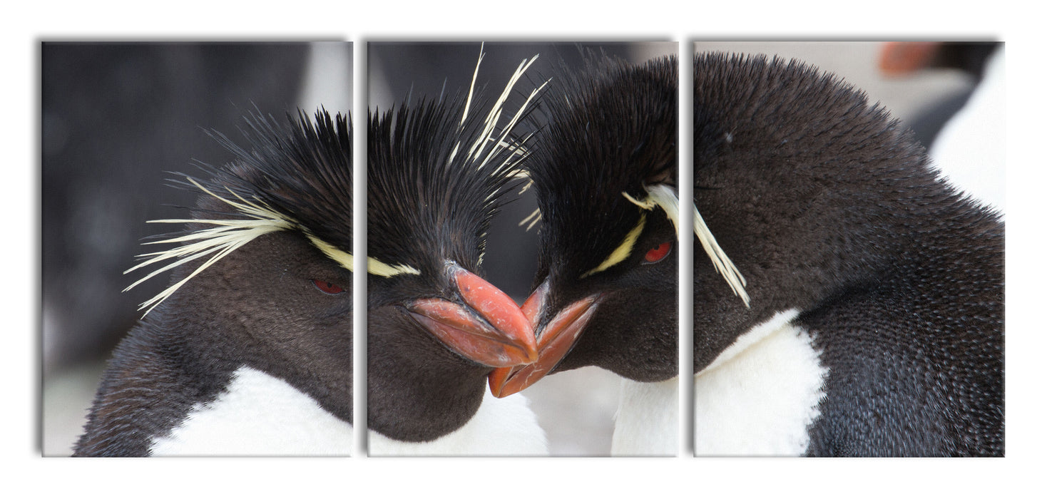 Pinguin Kuss, XXL Leinwandbild als 3 Teiler