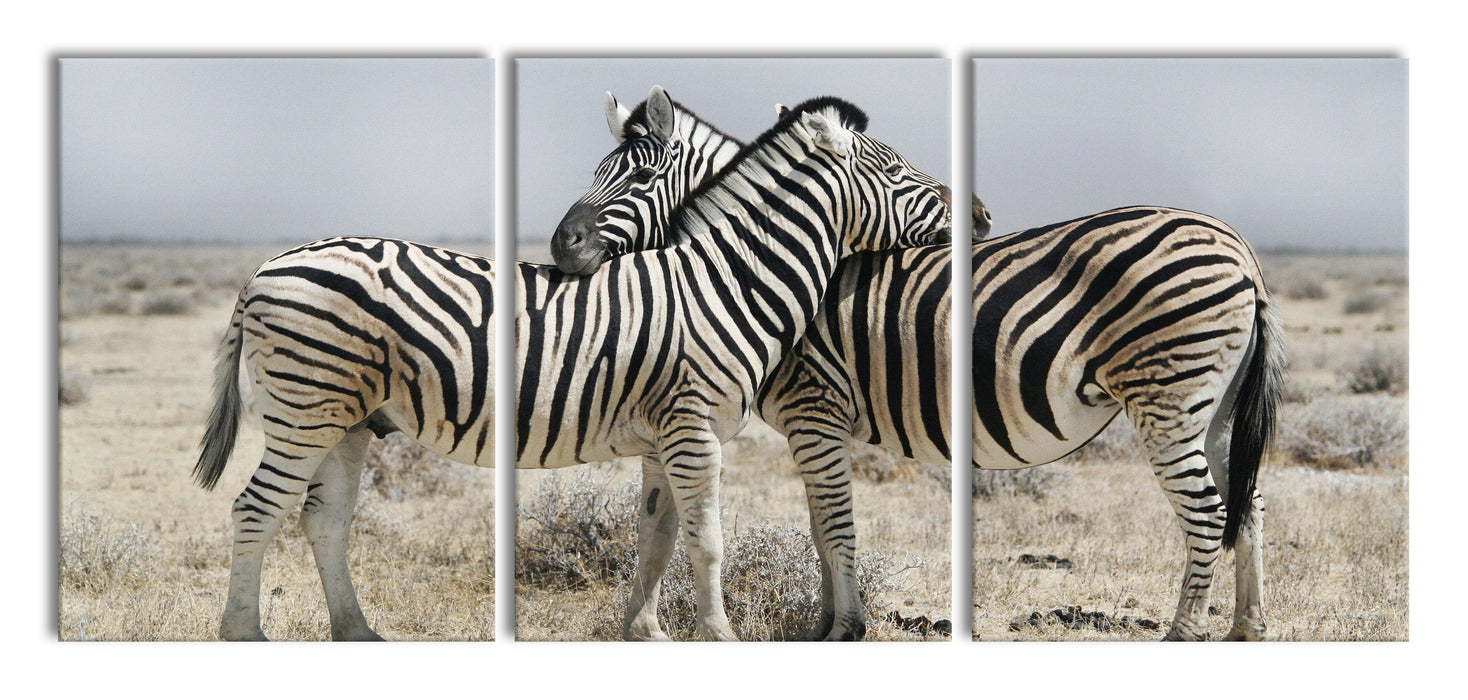 Schmusende Zebras, XXL Leinwandbild als 3 Teiler