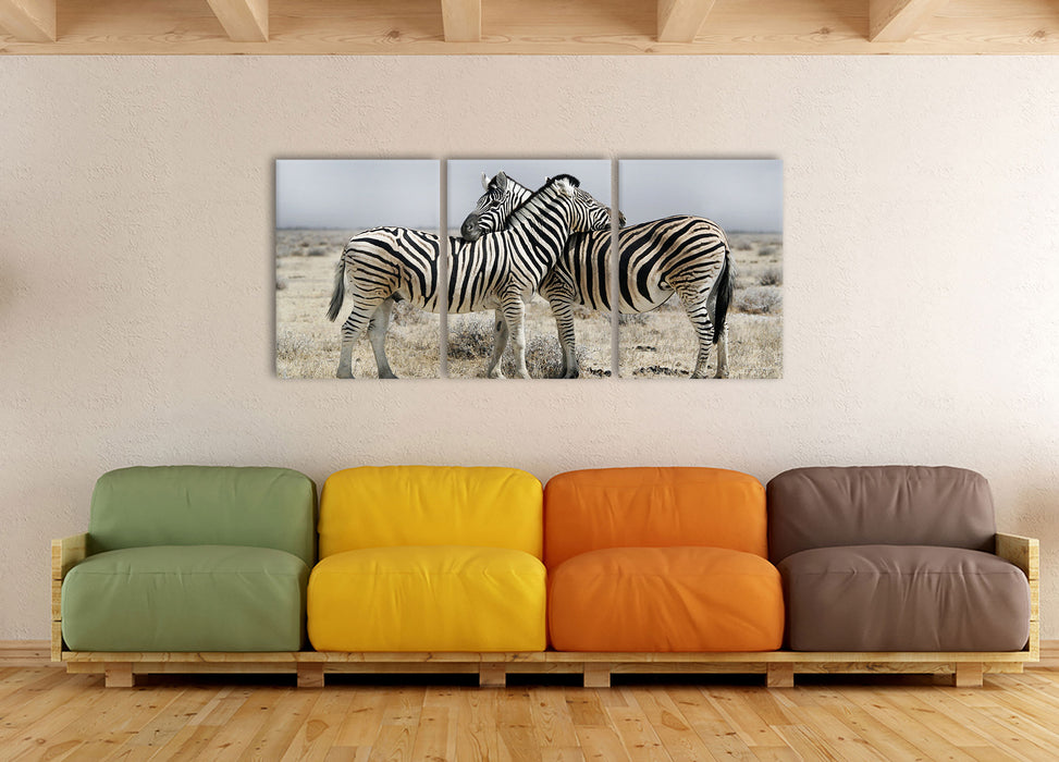 Schmusende Zebras, XXL Leinwandbild als 3 Teiler