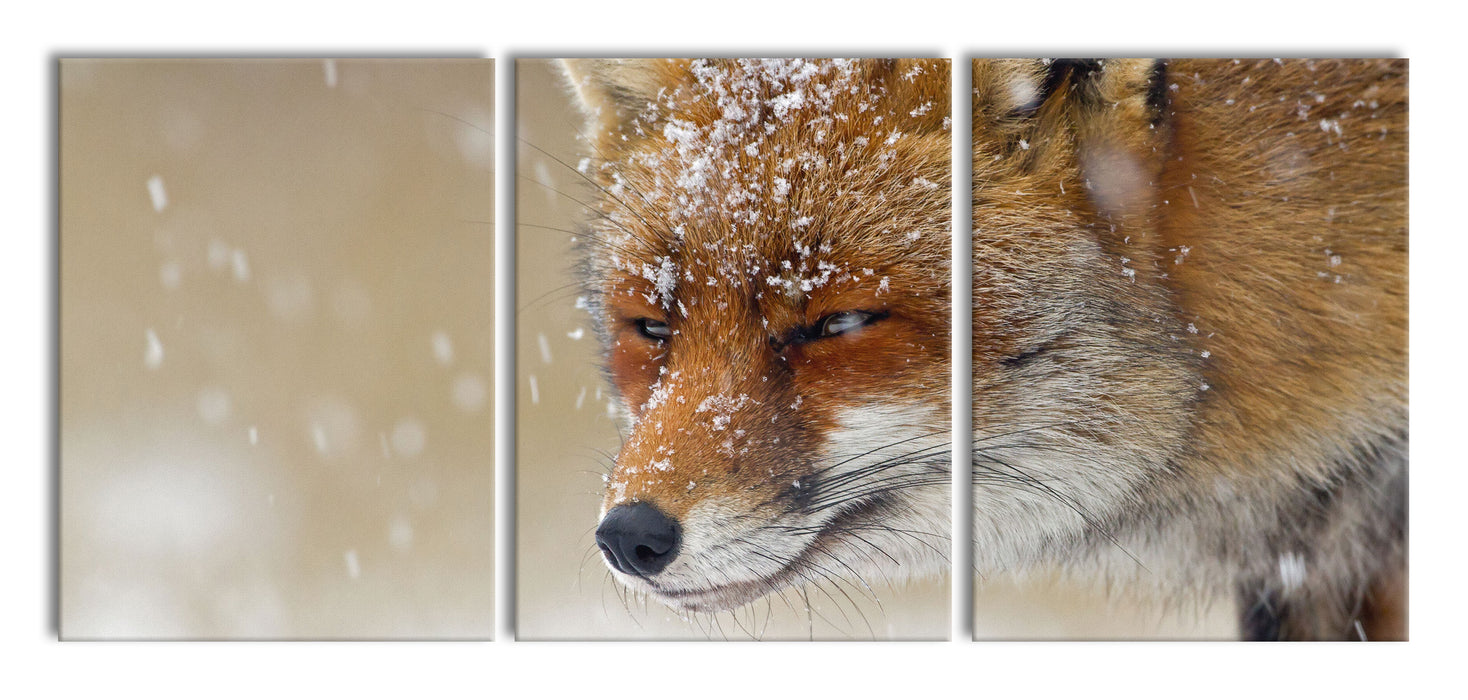 Fuchs im Schnee, XXL Leinwandbild als 3 Teiler