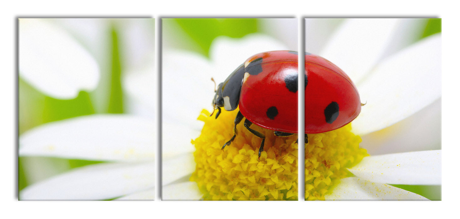 Marienkäfer auf Gänseblümchen, XXL Leinwandbild als 3 Teiler