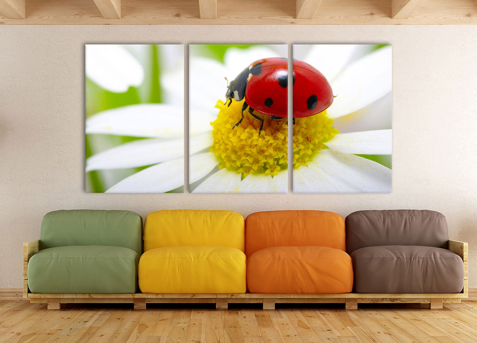 Marienkäfer auf Gänseblümchen, XXL Leinwandbild als 3 Teiler