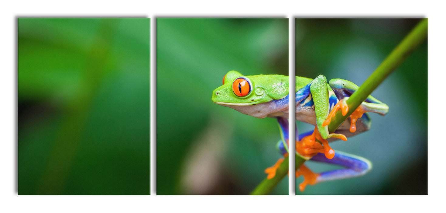 Grüner kleiner Frosch auf Ast, XXL Leinwandbild als 3 Teiler