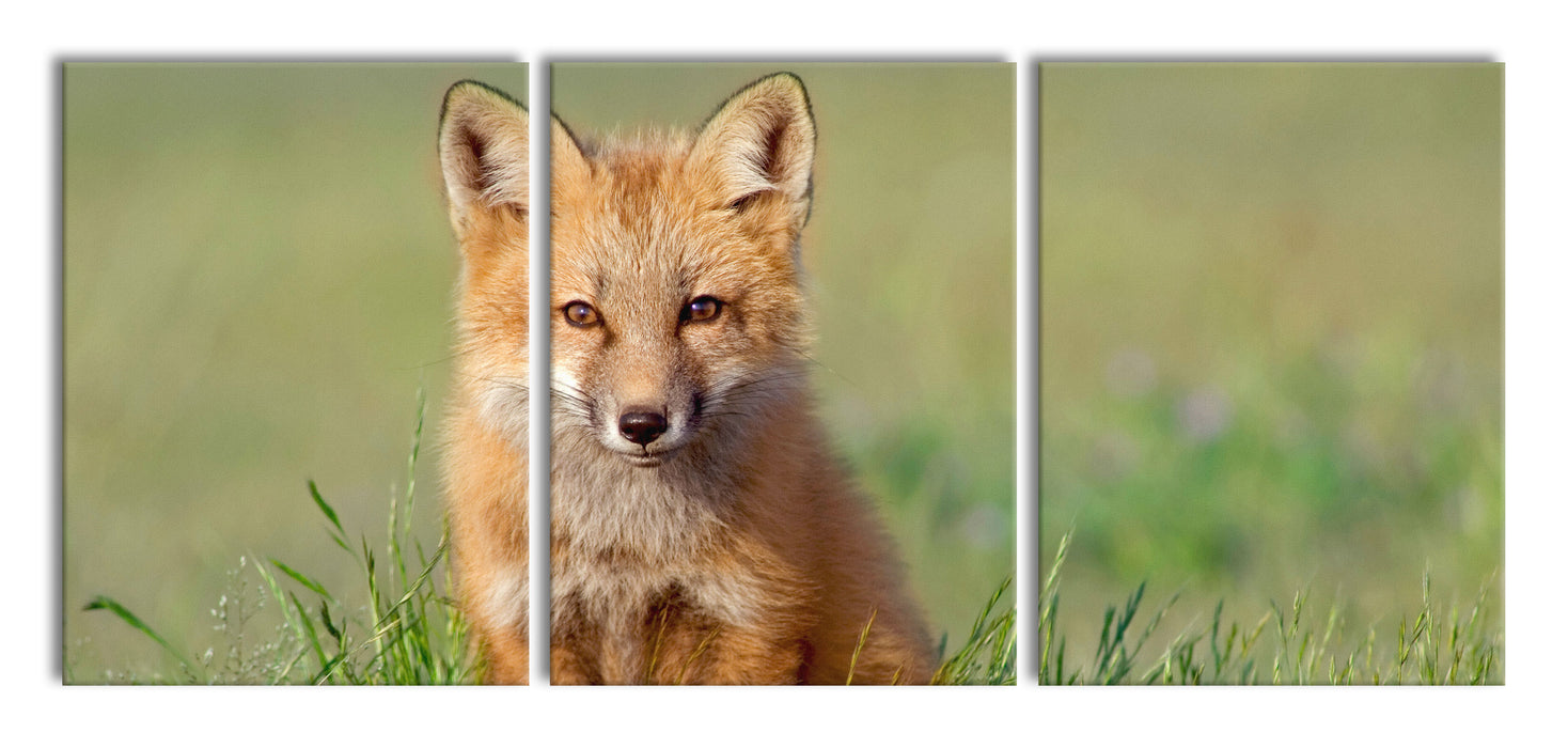 Kleiner Fuchs, XXL Leinwandbild als 3 Teiler