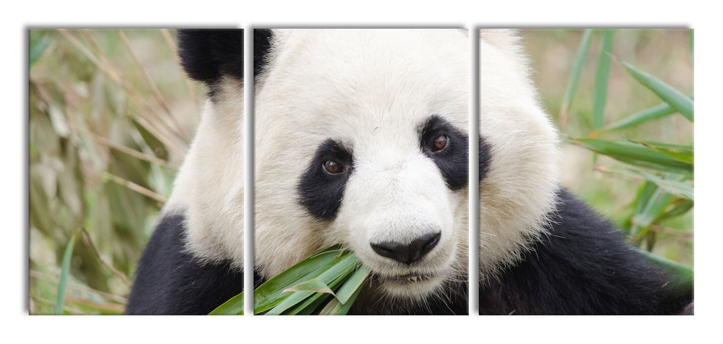 Pandabär frisst Bambus, XXL Leinwandbild als 3 Teiler