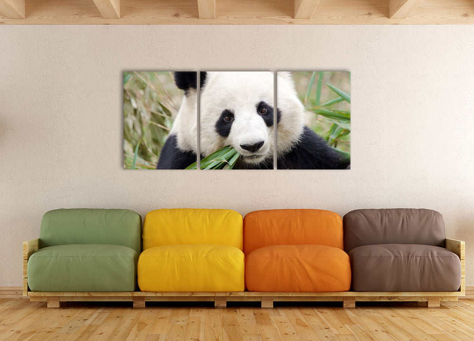 Pandabär frisst Bambus, XXL Leinwandbild als 3 Teiler