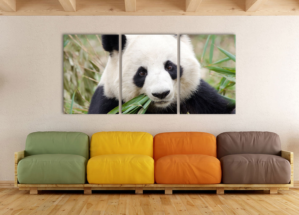 Pandabär frisst Bambus, XXL Leinwandbild als 3 Teiler