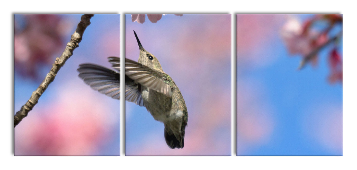 Kolibri an Kirschblüte, XXL Leinwandbild als 3 Teiler