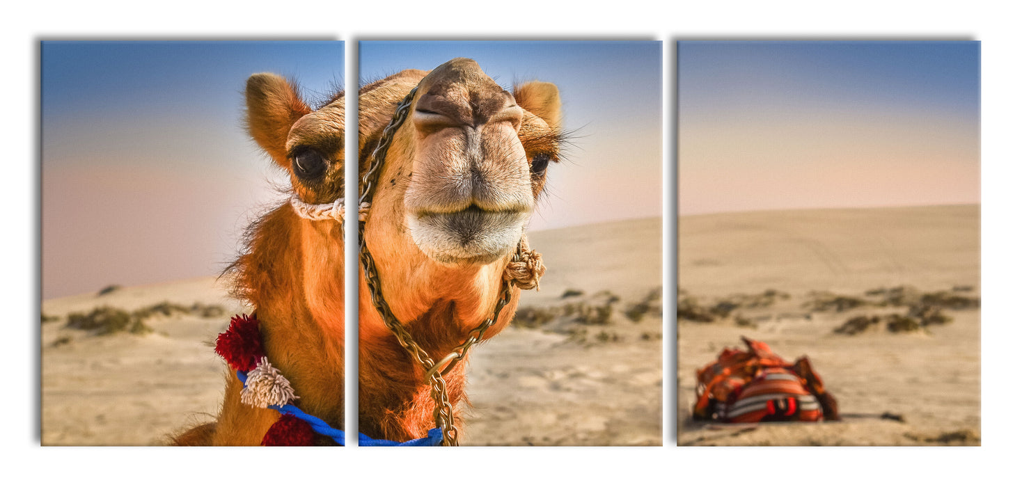 Lustiges Kamel in Wüste, XXL Leinwandbild als 3 Teiler