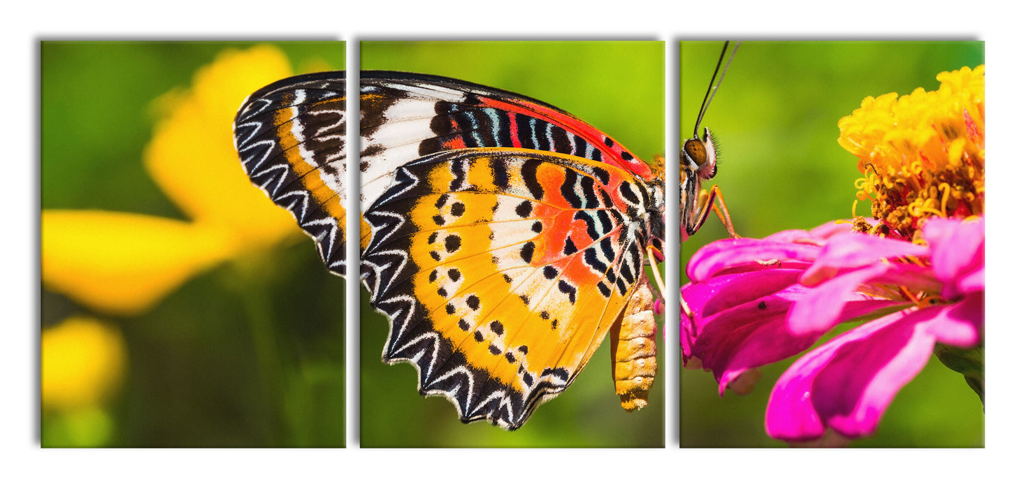Schmetterling auf Blüte, XXL Leinwandbild als 3 Teiler