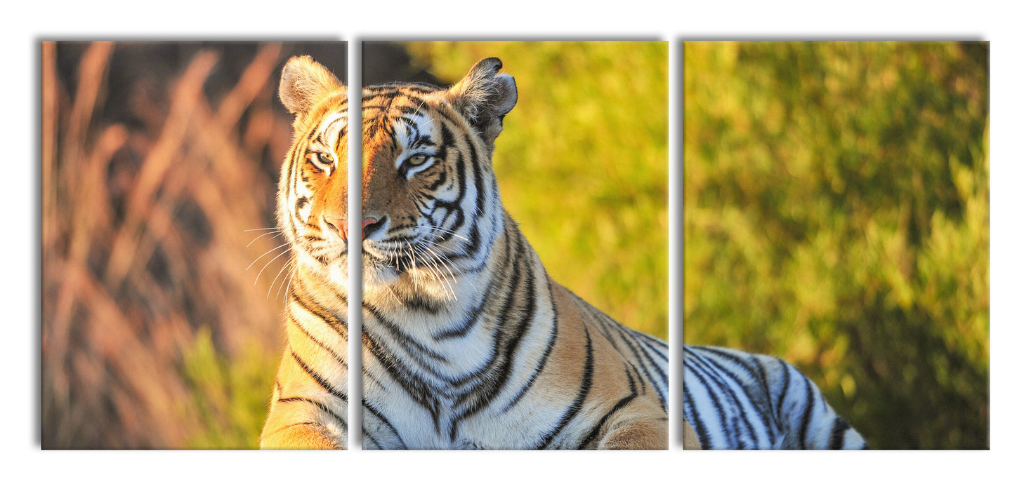 Stolzer Tiger, XXL Leinwandbild als 3 Teiler