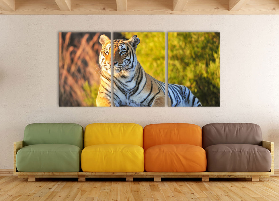 Stolzer Tiger, XXL Leinwandbild als 3 Teiler