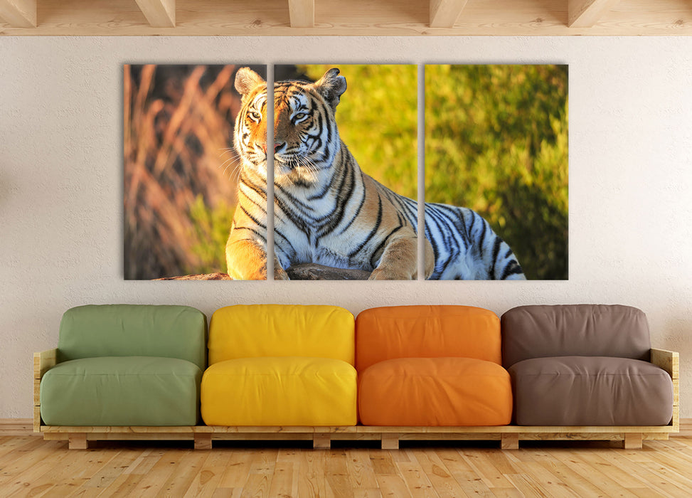 Stolzer Tiger, XXL Leinwandbild als 3 Teiler