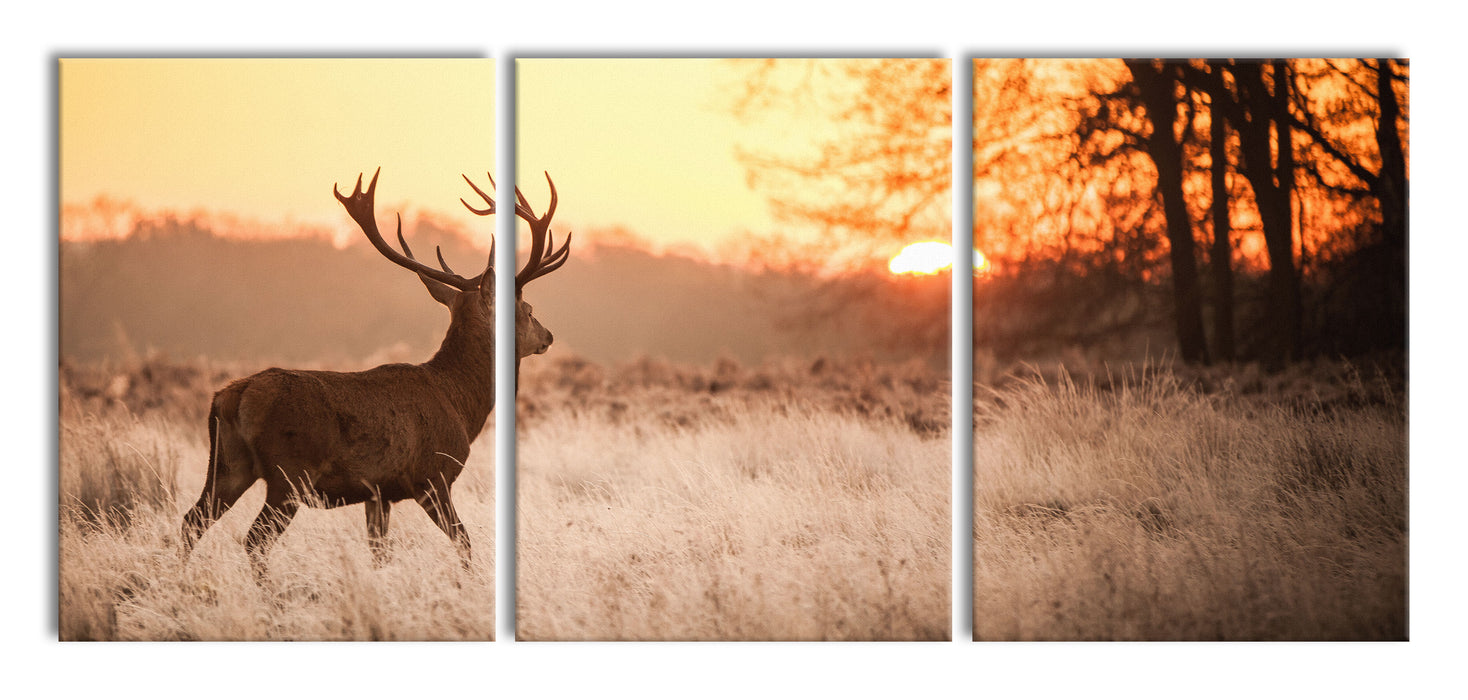 Hirsch im Sonnenuntergang, XXL Leinwandbild als 3 Teiler