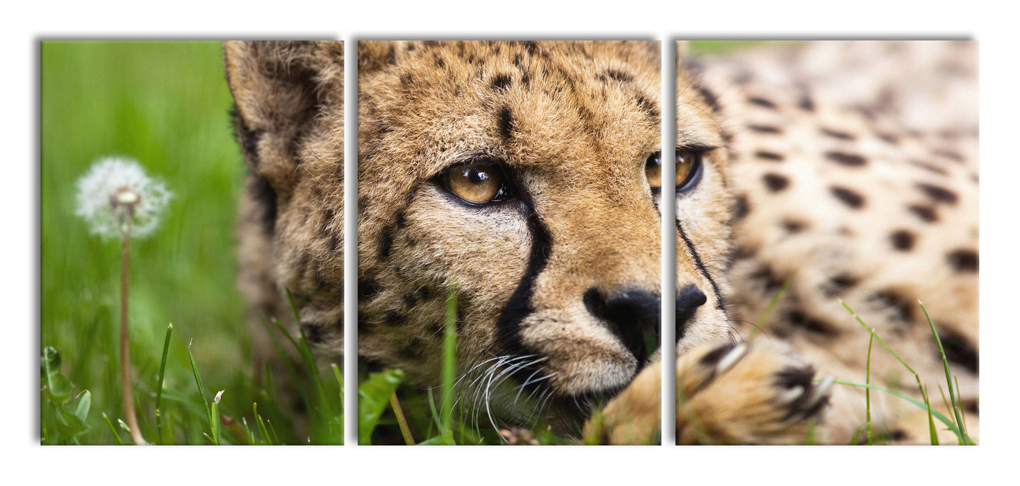 Gepard im Gras, XXL Leinwandbild als 3 Teiler