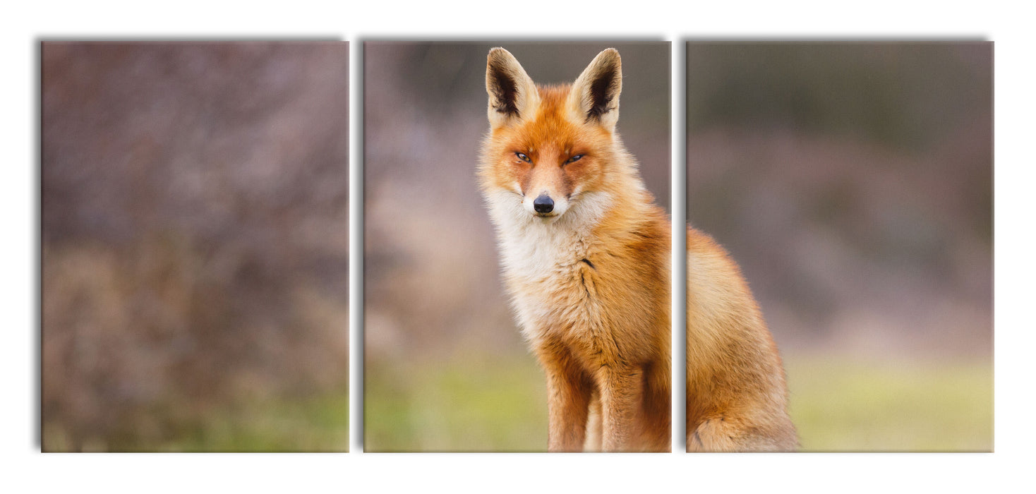 Listiger Fuchs, XXL Leinwandbild als 3 Teiler