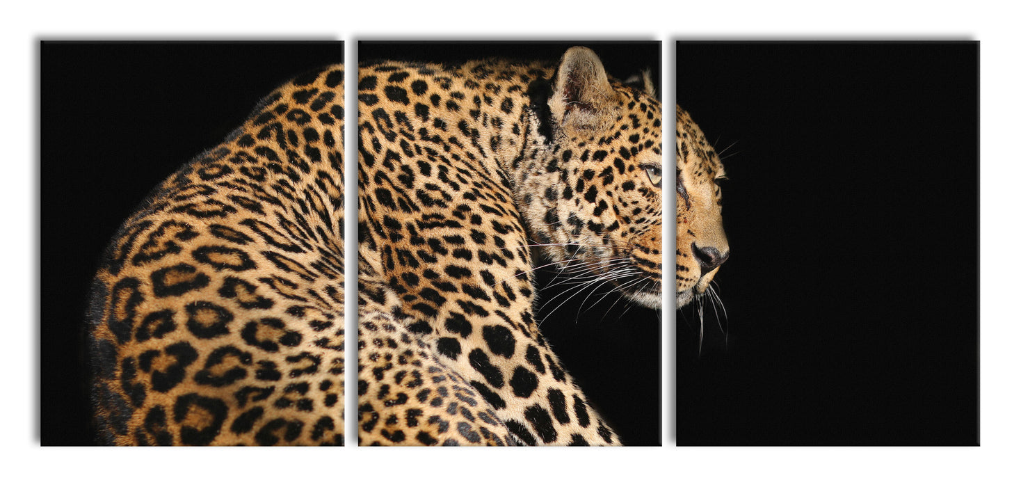 Anmutiger Leopard, XXL Leinwandbild als 3 Teiler