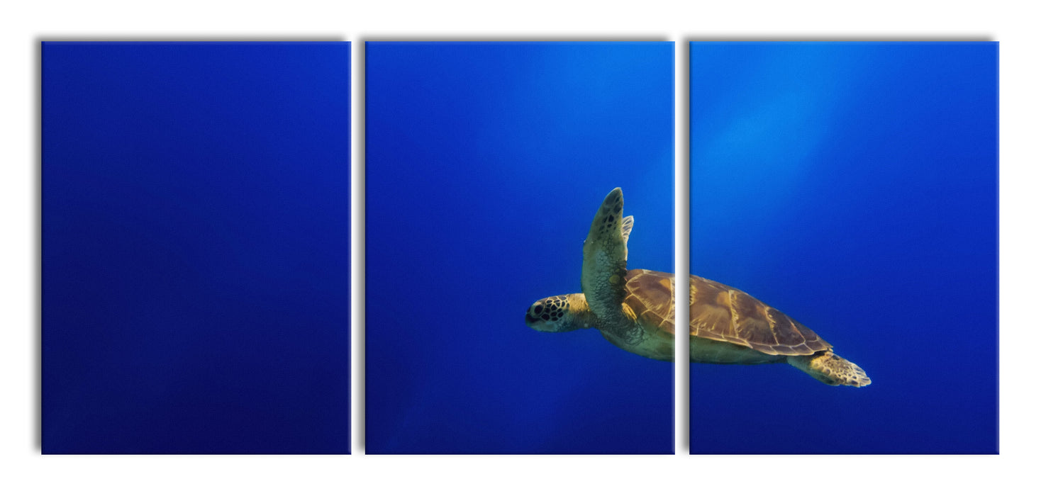 Alte Schildkröte im Meer, XXL Leinwandbild als 3 Teiler