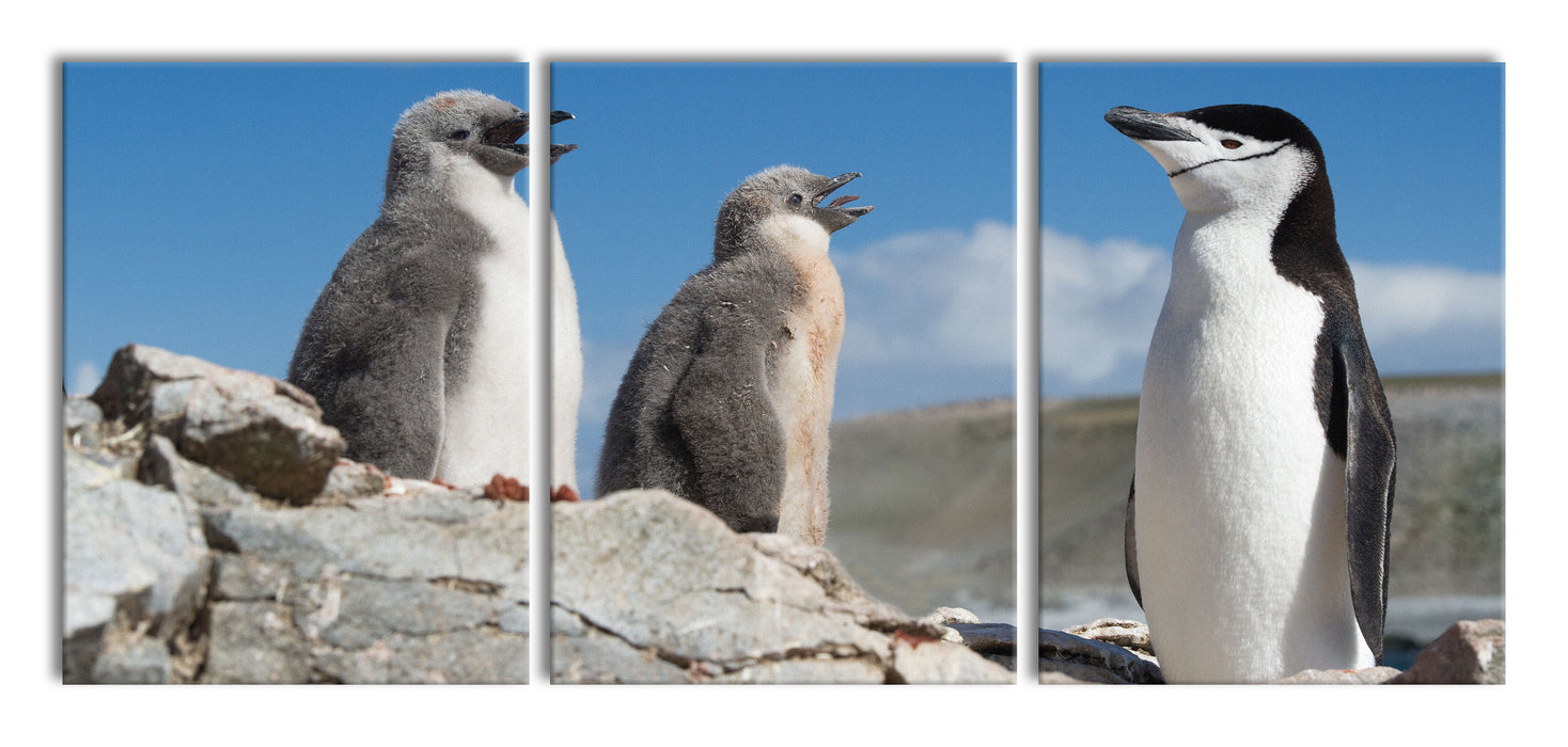 Pinguin mit süßen Küken, XXL Leinwandbild als 3 Teiler