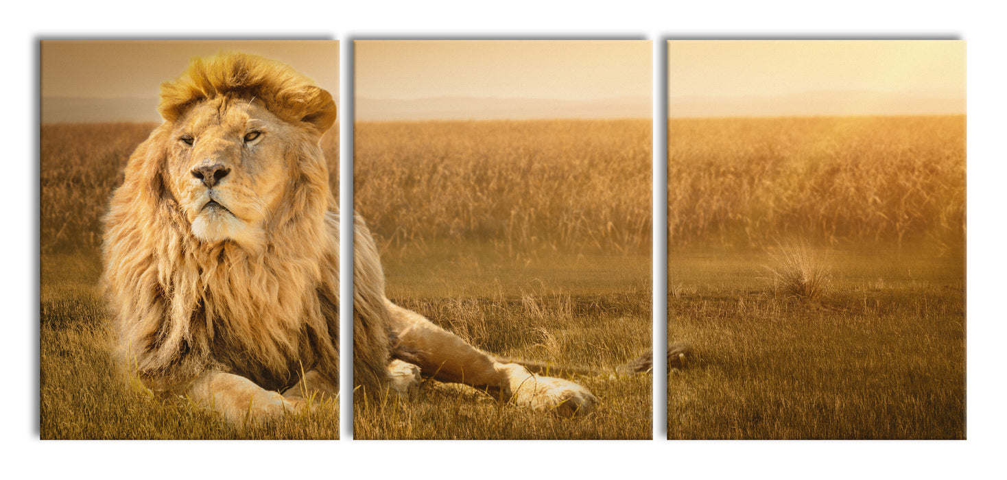Majestäischer Löwe, XXL Leinwandbild als 3 Teiler