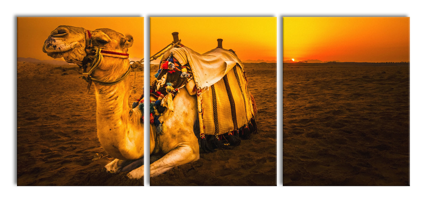 Kamel in Ägypten, XXL Leinwandbild als 3 Teiler