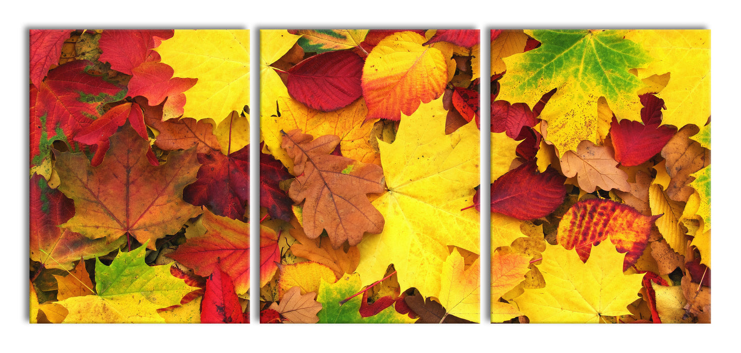 Herbstbläter, XXL Leinwandbild als 3 Teiler