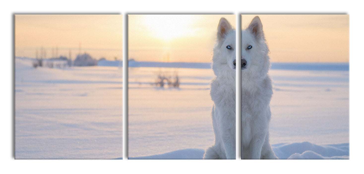 Weißer Wolf im Schnee, XXL Leinwandbild als 3 Teiler