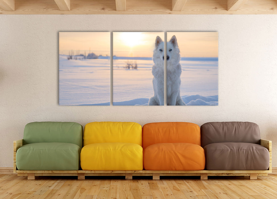 Weißer Wolf im Schnee, XXL Leinwandbild als 3 Teiler