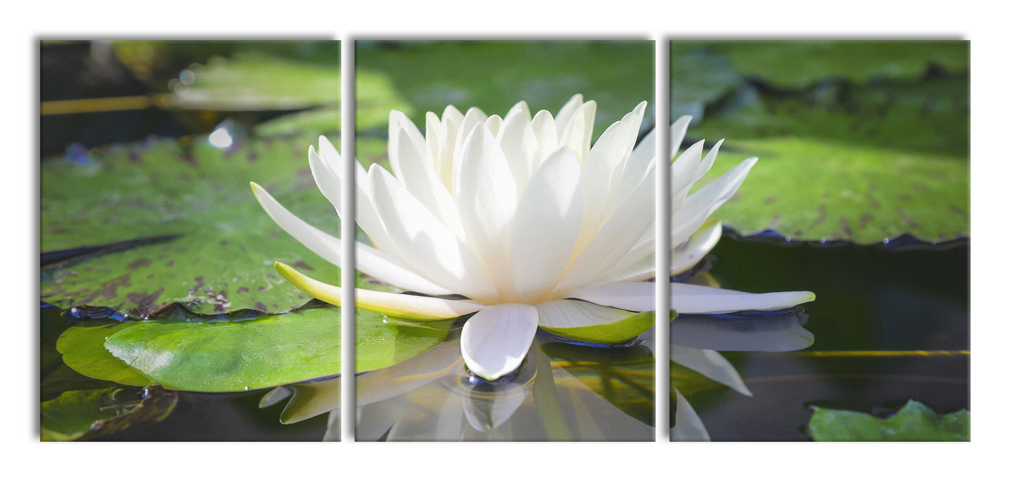 Weiße Lotusblume im Wasser, XXL Leinwandbild als 3 Teiler